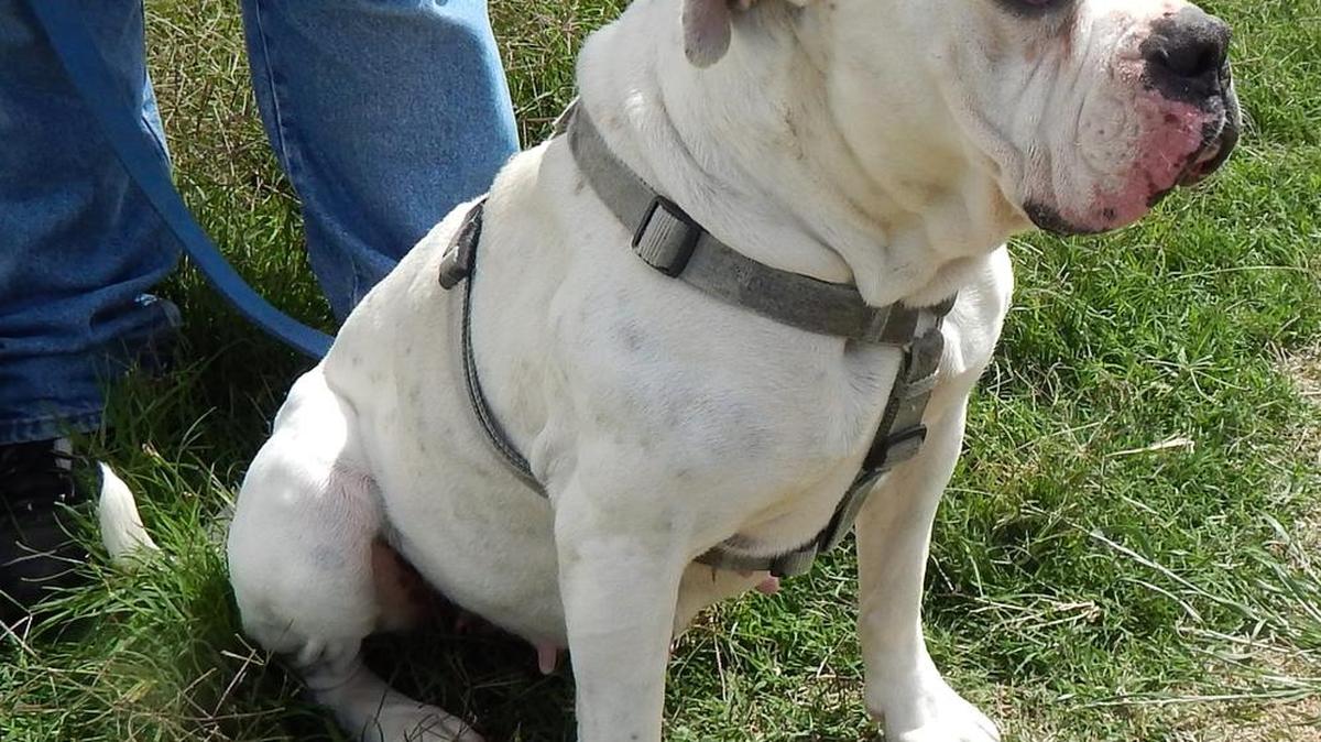 
Clare is a very well-trained and well-mannered large dog that appears to be all or mostly Boxer. She’s elegant in her appearance and personality. Clare already knows “sit,” “shake” and “heel” and loves belly rubs. White with a short coat, Clare is an easy care pet. She is spayed and current with her vaccinations. Clare is available for adoption at the Merced SPCA at 1021 Childs Ave., Wednesday through Saturday from 10 a.m. to 1 p.m. Call 209-384-7722.
