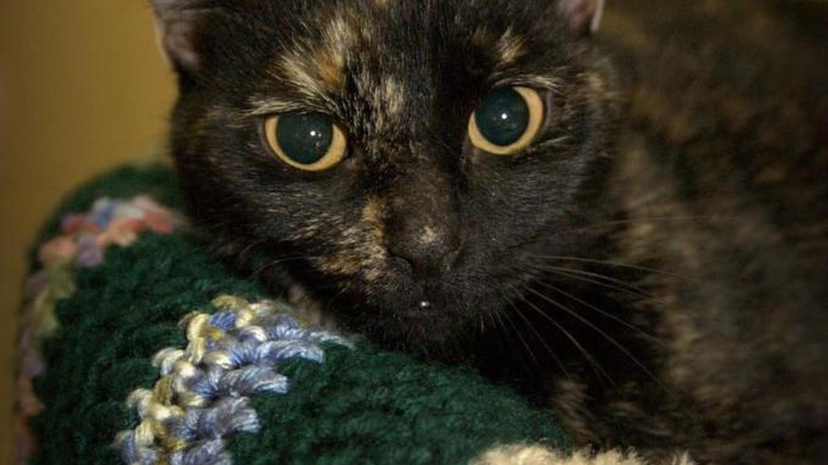 Luna is a dark blend of tortoiseshell colors with big bright eyes. She is a bit shy at first but loves to be petted and held by people. Luna is available for adoption at the Merced SPCA, 1021 Childs Ave., Wednesday through Saturday, from 10 a.m. to 1 p.m. Call 209-384-7722.