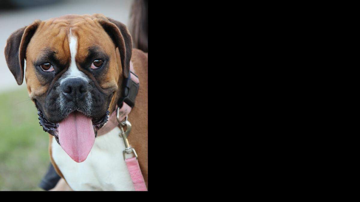 
My name is Layla. My brother Tyson and I were left behind by our previous owners. We right now are in foster homes with the help of Last Hope Cat Kingdom and are looking for a permanent home. We are around 3 years old and want to be adopted together. For more information please contact Last Hope Cat Kingdom.
