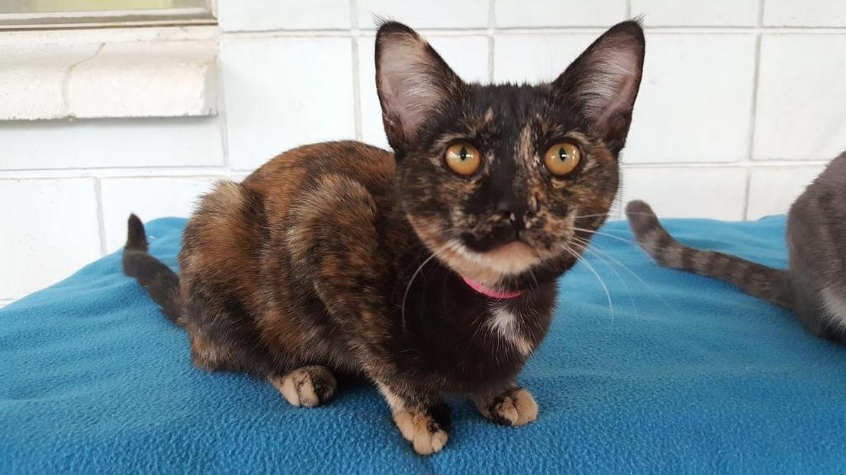 Anastasia is a sweet, loving kitty that needs a sweet family to adopt her. Please come meet her at the Merced SPCA.