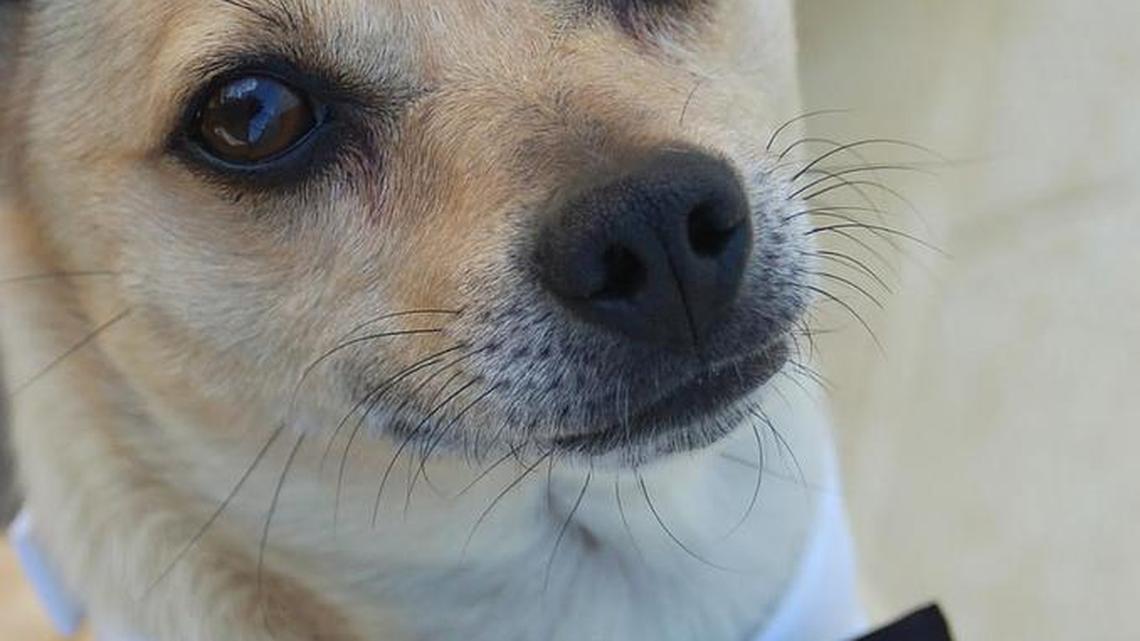 Pets of the Week (06/11/16)