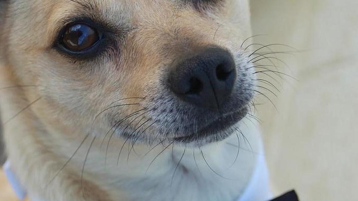 Kevin is a young fawn Chihuahua mix with four lucky white paws. His family moved away and left him behind. He’s a sweet little dog that’s ready for a new family. Kevin is available for adoption at the Merced SPCA.