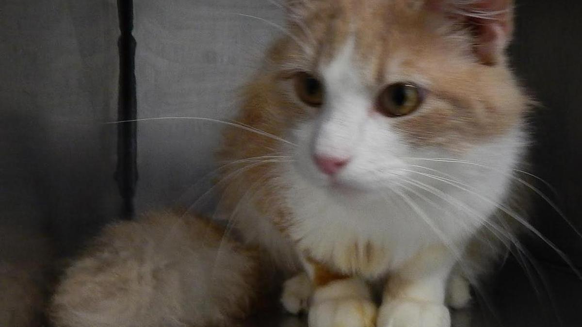 Garfield’s people couldn’t keep him. He’s a very friendly, elegant kitty with a big fluffy tail. Garfield loves people and enjoys the company of other cats. This is a very loving sweet boy that will add joy to each and every day. Garfield is available for adoption at Merced SPCA.