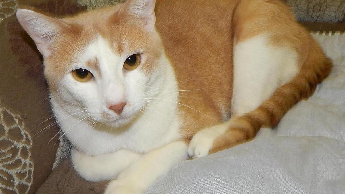 Cinnamon is a friendly 2-year-old. Her beautiful short coat is easy to care for and soft to stroke. Cinnamon enjoys the company of other kitties and loves people. She is outgoing and easy to love. Cinnamon is available for adoption at the Merced SPCA at 1021 Childs Ave., Wednesday through Saturday, from 10 a.m. to 1 p.m. Call 209-384-7722.