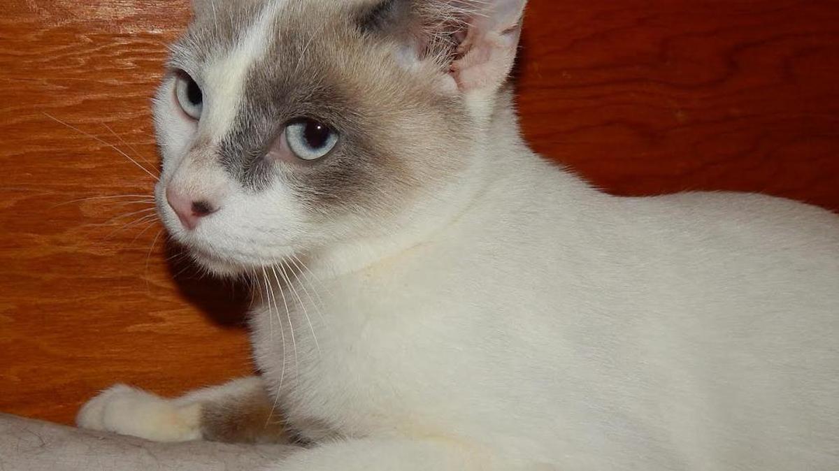 Carey has soft gray details on his nose, ears and tail. He loves to play with other kitties and our volunteers. This healthy 8-month-old kitten has lots of energy but loves to snuggle when he gets a little sleepy. If you love Siamese cats, you’ll want to take Carey home with you. Carey is available for adoption at Merced SPCA at 1021 Childs Ave., Wednesday through Saturday, 10 a.m. to 1 p.m. Call for more information at 209-384-7722.