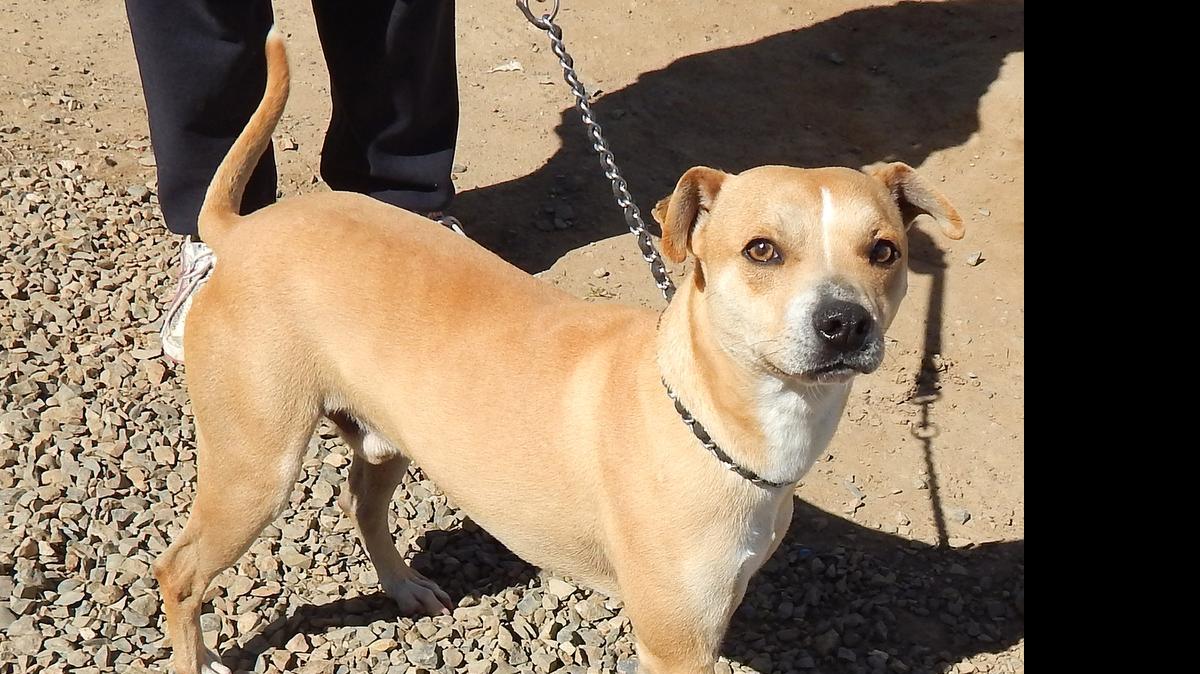 
Rocket is a beautiful young boxer mix. Friendly and playful, Rocket will enjoy an active lifestyle. He is a very fun dog. Come check him out at the Merced SPCA. 
