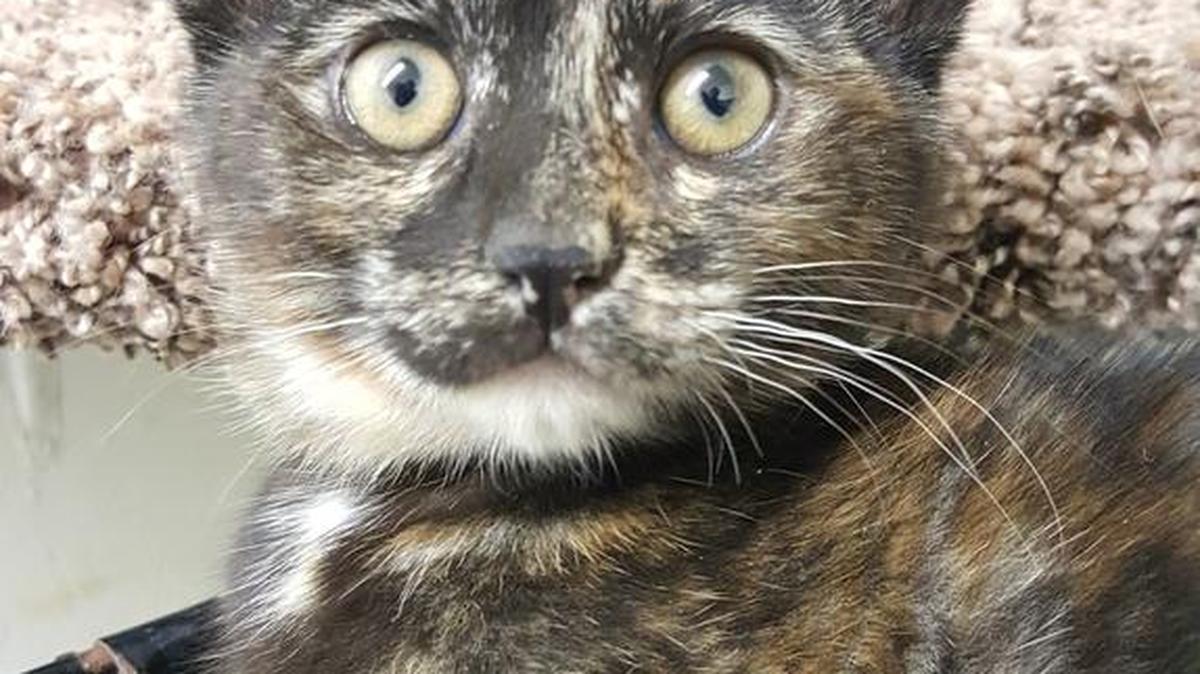 Anastasia is an adorable little Tortoise Shell kitty that is just a sweetheart, just like her mom. She loves everyone and everything, and would love to be with someone who would just focus on her and provide her some love. Please come meet her at the Merced SPCA.