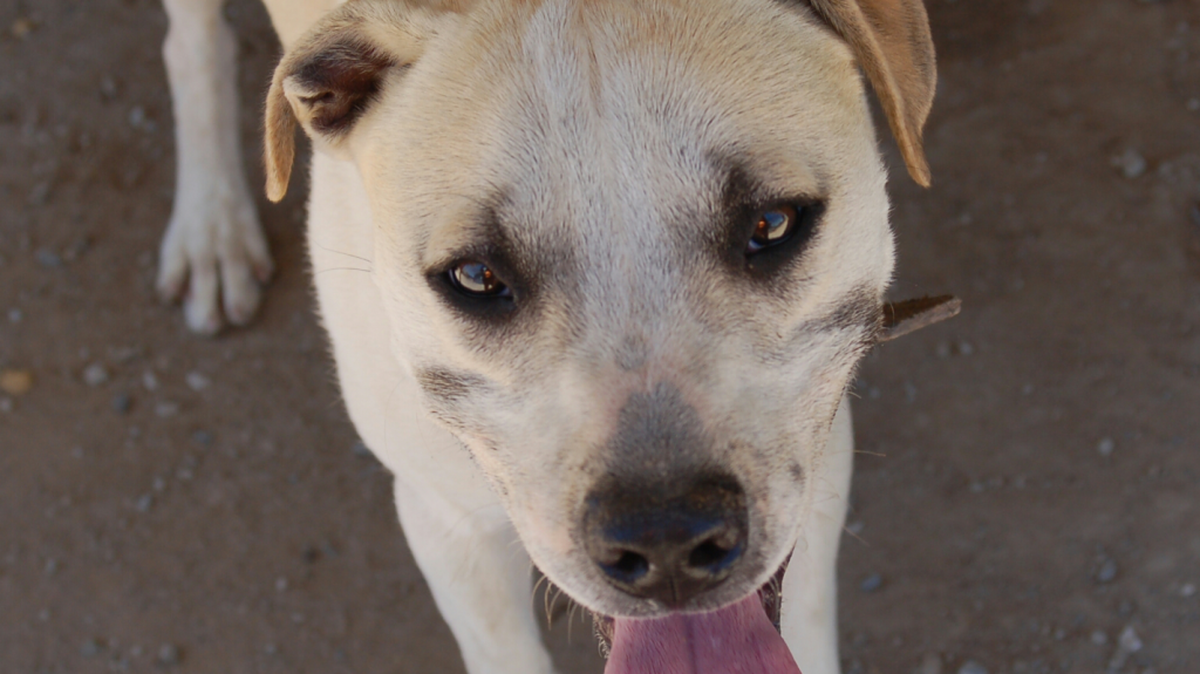 Dexter is a fun-loving, playful boy who needs a fun family to take him home. He enjoys long walks and giving many kisses to all that cuddle with him. Please come meet him at the Merced SPCA.