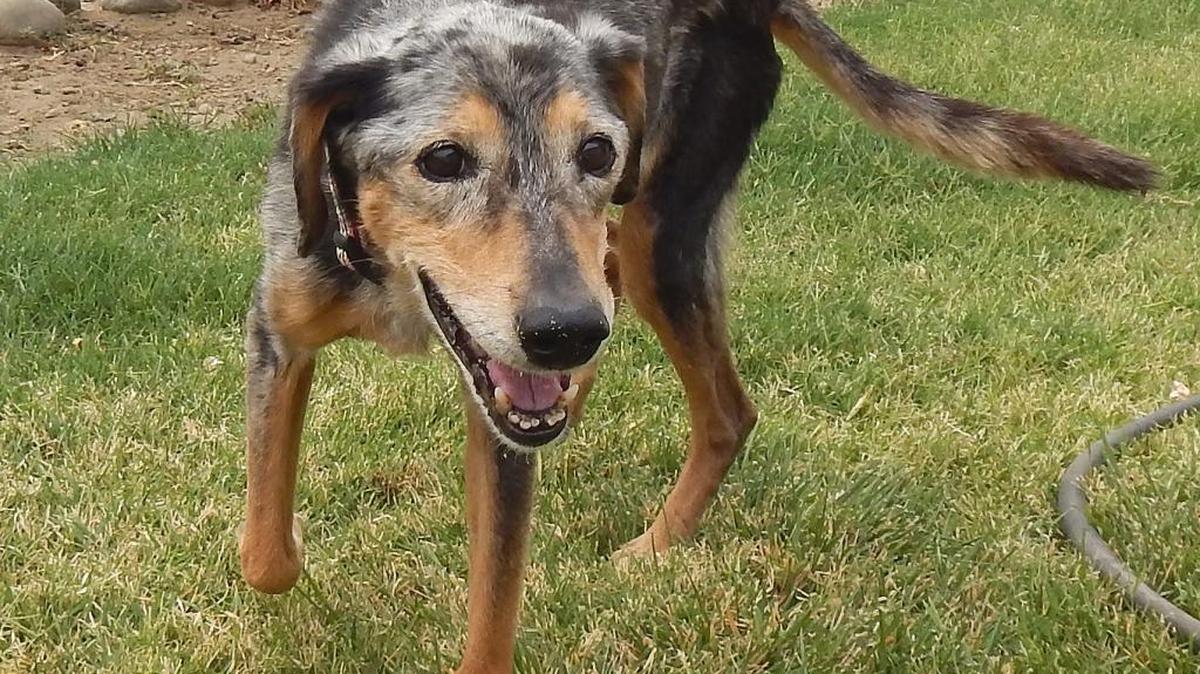 
Amanda is gentle and sweet but smart enough to get what she wants. She is an Australian blue heeler 10 to 12 years old and seems to be very healthy except for normal aging. This wonderful dog loves attention from humans and seems to get along well with other dogs in our shelter. Amanda is available for adoption at the Merced SPCA at 1021 Childs Ave., Wednesday through Saturday from 10 a.m. to 1 p.m. Call 209-384-7722.

