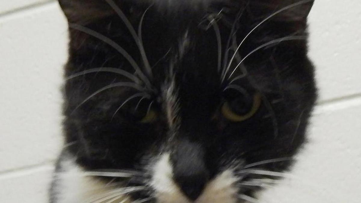Bo is a sweet, quiet cat who enjoys sunning herself on our porch. She’s about 8 years old with lots of love to give. She loves to be held and is not shy about asking for affection. Bo is available for adoption at Merced SPCA at 1021 Childs Ave., Wednesday through Saturday, 10 a.m. to 1 p.m. Call for more information at 209-384-7722.