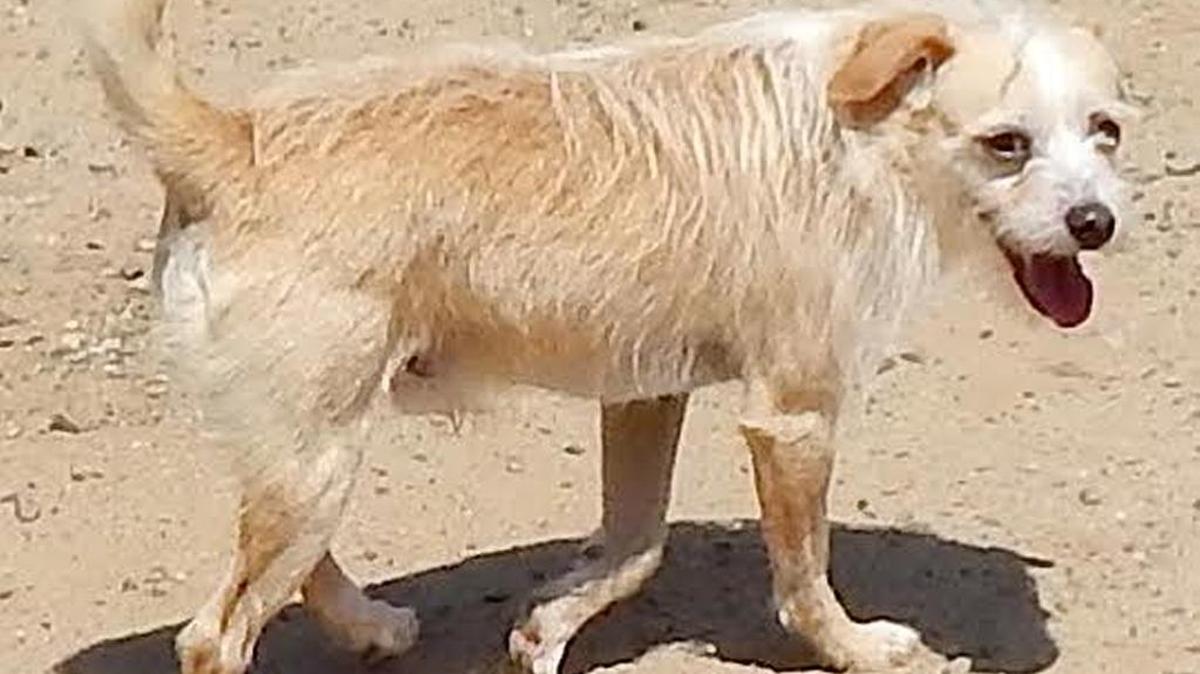 
Cappi is healthy, playful and less than a year old. Cappi is available for adoption at the Merced SPCA. 
