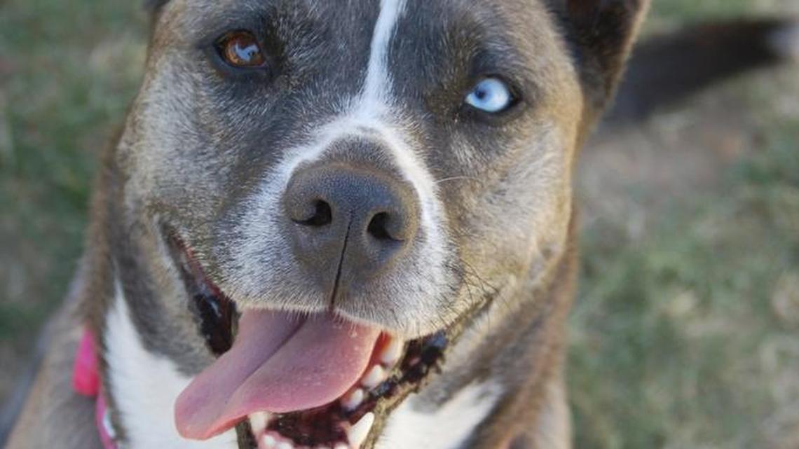 Pets of the Week (10/01/16)