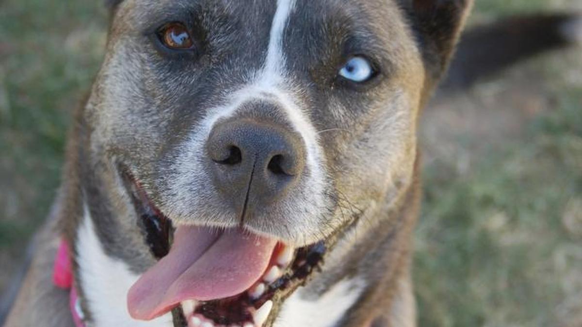 Lucy is a sweet, playful girl just looking for someone to love. She adores all people, doesn’t mind cats or dogs. She loves to go for walks and loves the water. Come meet her at the Merced SPCA.