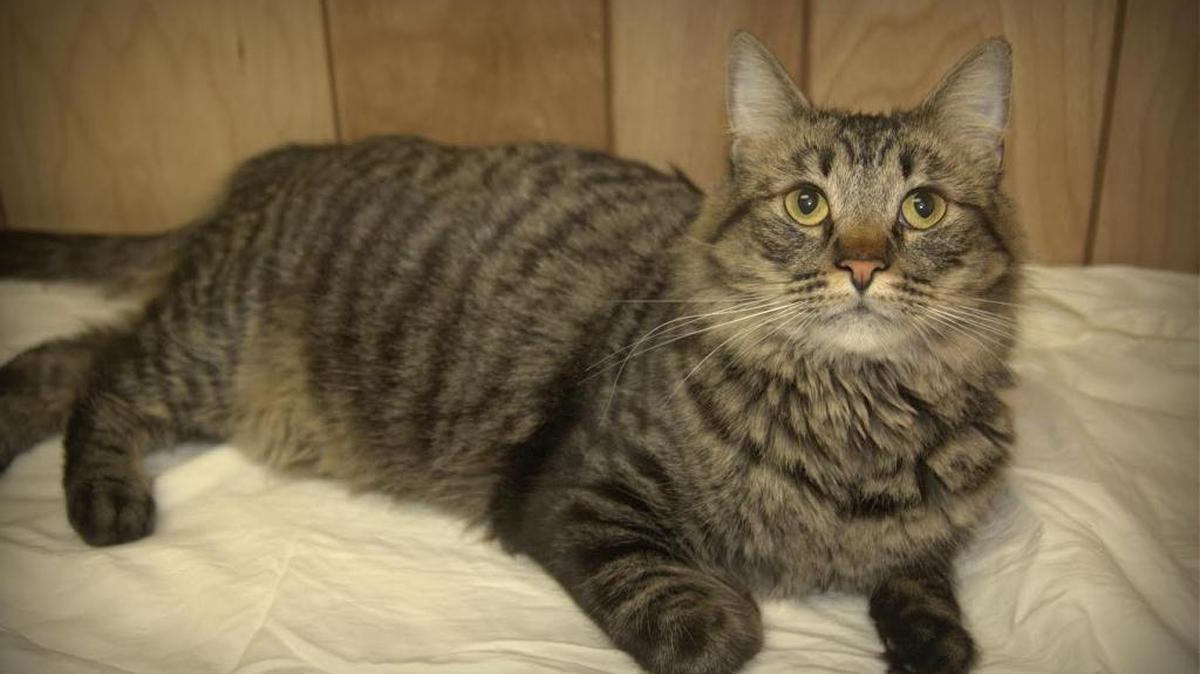 Leia came to us as a stray with a fresh litter of adorable kittens but she’s now spayed. This silky tabby loves attention and snuggles. She also loves to play with toys and lasers. Leia is available for adoption at the Merced SPCA, 1021 Childs Ave., Wednesday through Saturday, from 10 a.m. to 1 p.m. Call 209-384-7722.