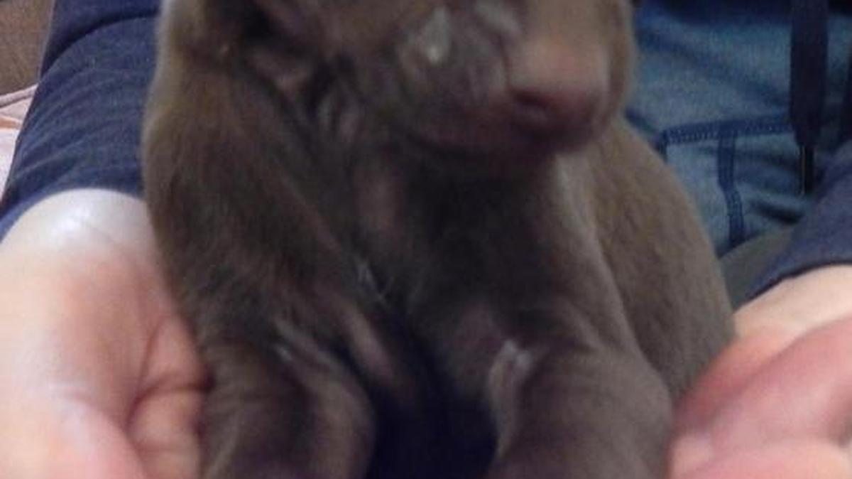 Baby Ruth is a solid chocolate puppy with a sweet personality. She’s adorable! Our Mini Driver is her mother (check her listing) and though we can’t know, the father may have been a dachshund. Baby Ruth and her littermates all have houndish droopy ears and wiener dog appearances, though with mom’s longer legs. Look at that sweet little face! Baby Ruth is available for adoption at Merced SPCA at 1021 Childs Ave., Wednesday through Saturday, 10 a.m. to 1 p.m. Call for more information at 209-384-7722.