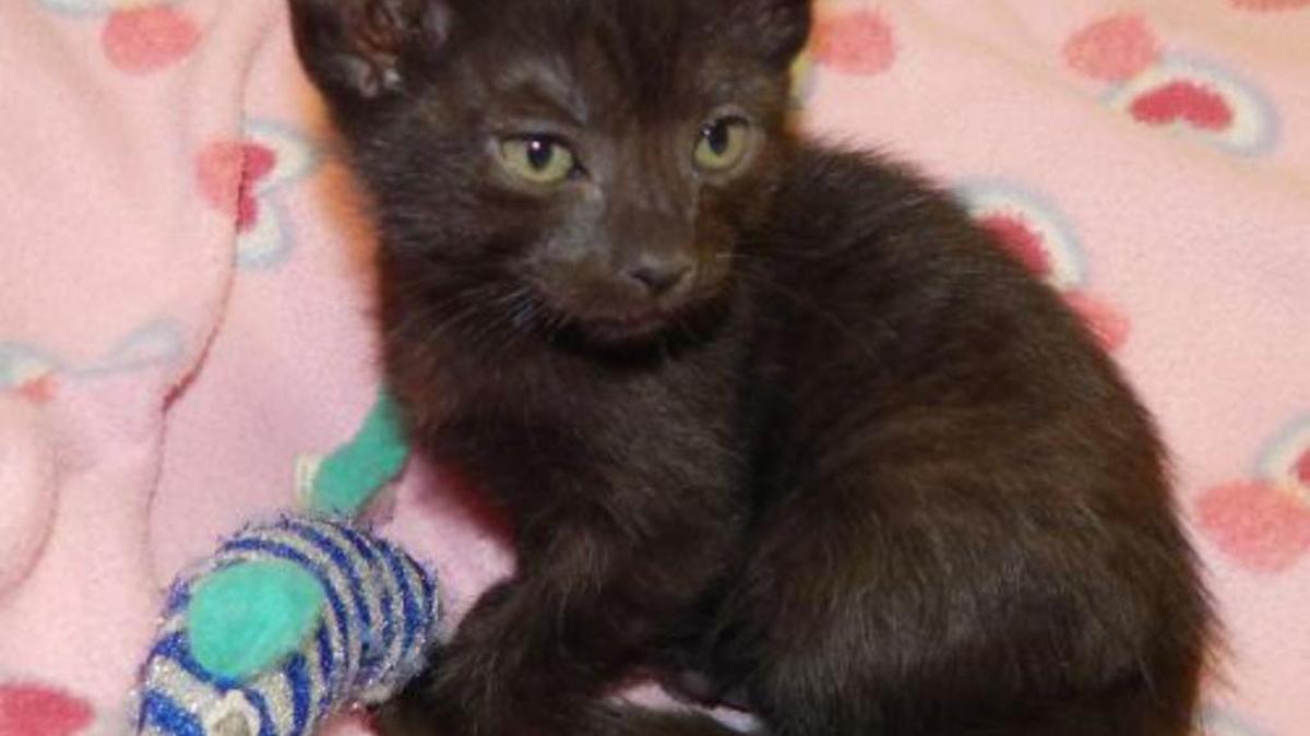 Binx is a sweet and loving little kitten looking for a relaxed home. She is playful, yet loves her naptime. Please come meet her at the Merced SPCA.