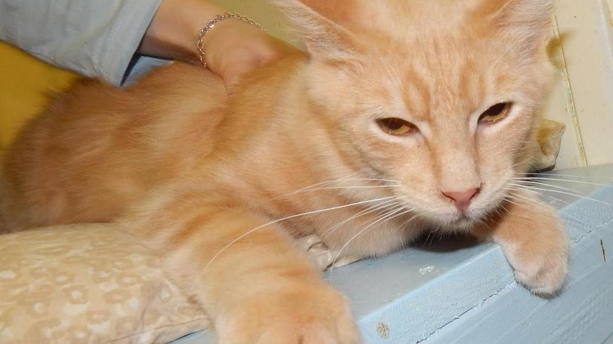 Bernie is a 2-year-old golden-coated kitty with watchful yellow eyes. He was brought to our shelter as a stray but would enjoy attention in a loving home. Bernie is available for adoption at the Merced SPCA at 1021 Childs Ave., Wednesday through Saturday, from 10 a.m. to 1 p.m. Call 209-384-7722.