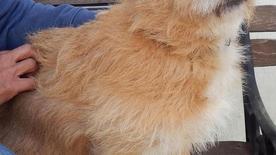 Pets of the Week (03/12/16)