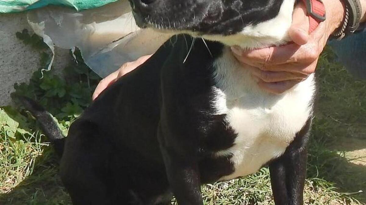 Delilah is a 1-year-old terrier mix that was found as a stray. She’s good with cats and other dogs and is well-mannered with children. Delilah is athletic and enjoys running and playing fetch. But she’ll snuggle and keep your feet warm while watching television. Delilah is available for adoption at the Merced SPCA.