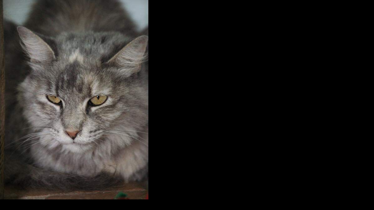
Hi my name is Lacey. I love to be petted, cuddle next to you and I am very mellow. To learn more about how to adopt me please contact Last Hope Cat Kingdom today! 
