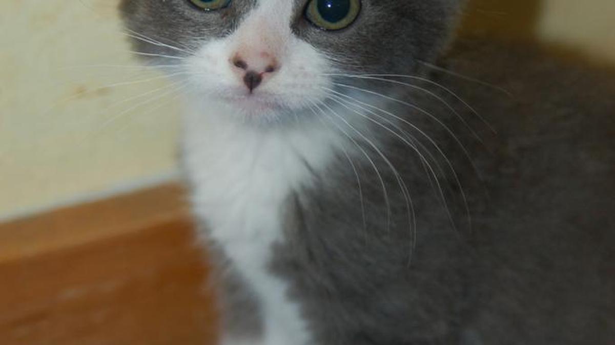 Emily is a very playful sweet little kitten that loves to be cuddled. She’s a love bug that needs a loving person to give her a forever home. Emily is available for adoption at the Merced SPCA.