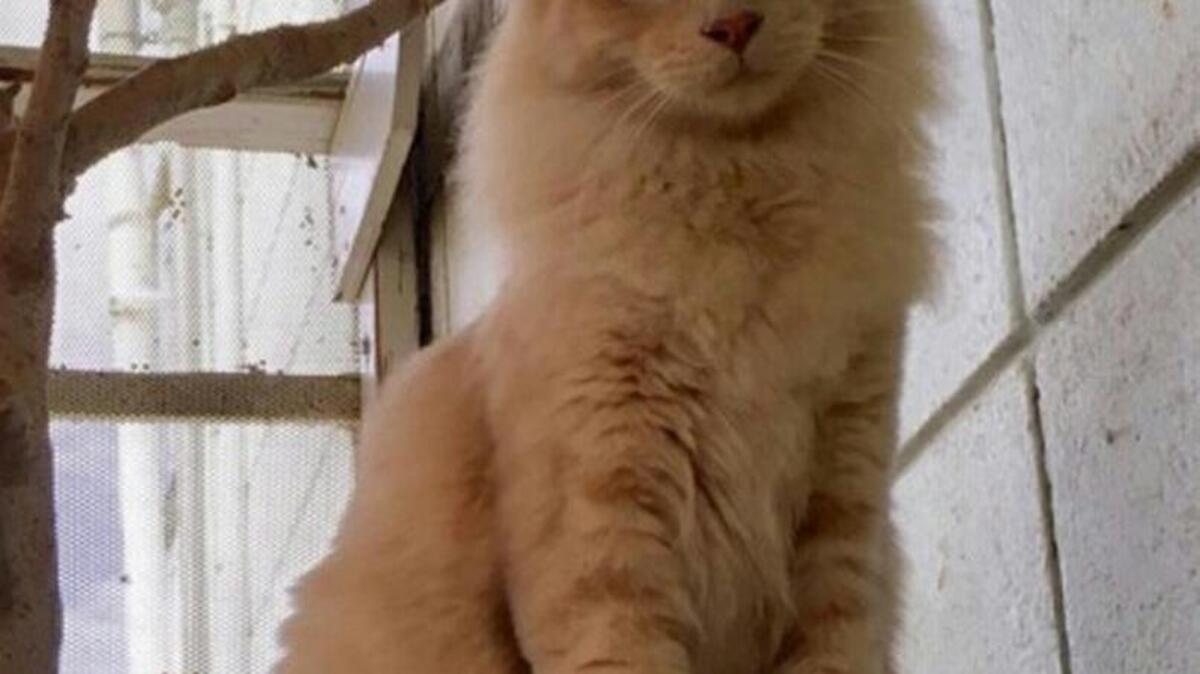 Ashlan is a beautiful loving boy who loves to follow you around wherever you go. He’s dependent on your love, and would be a wonderful addition to any family. Please come meet him at the Merced SPCA.
