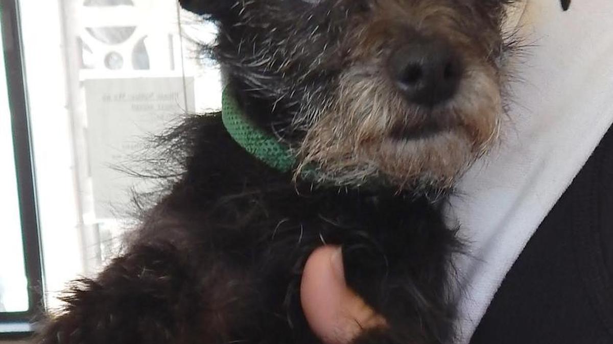 Bruce Wayne loves to be a lap dog but is playful with other dogs. Bruce is good on a leash and enjoys being with people. What a great little dog! Bruce Wayne is available for adoption at Merced SPCA at 1021 Childs Ave., Wednesday through Saturday from 10 a.m. to 1 p.m. Call for more information at 209-384-7722.