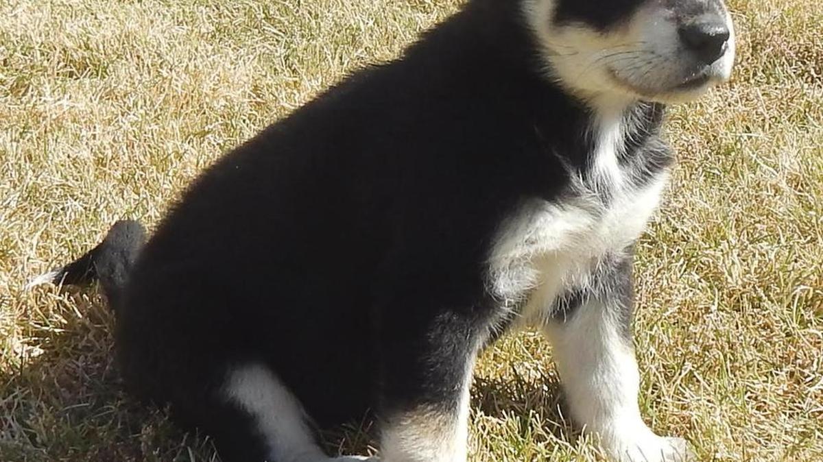 Ellen Degeneres is a 7-month-old husky/shepherd mix that’s just adorable. Whether you want to play or snuggle, young Ellen has the right personality for it. Ellen Degeneres is available for adoption at the Merced SPCA, 1021 Childs Ave., Wednesday through Saturday, from 10 a.m. to 1 p.m. Call 209-384-7722.