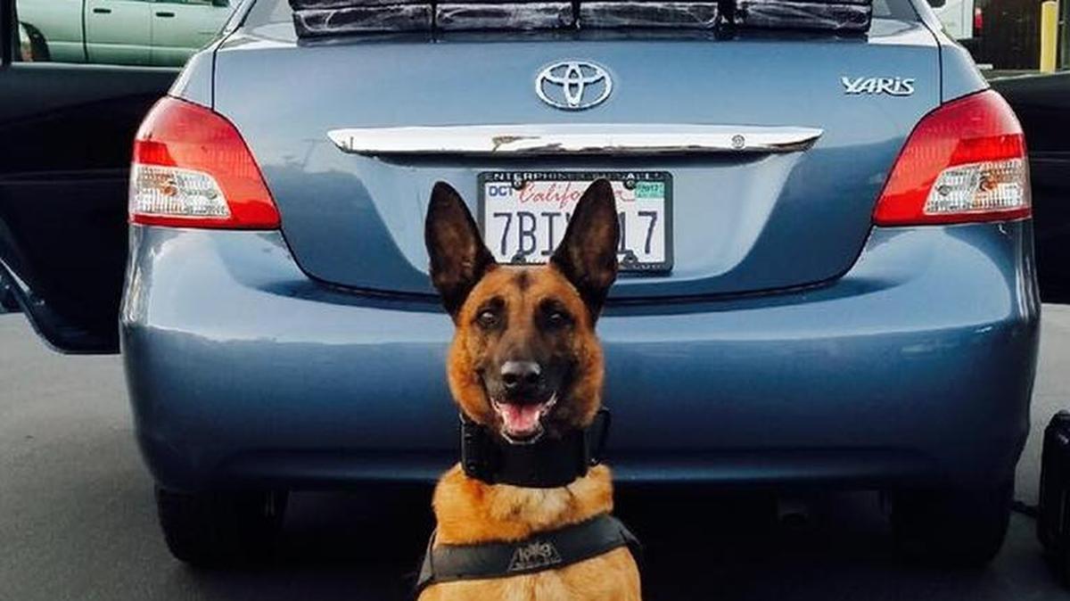 K-9 Officer Laika, who works for the Merced-area California Highway Patrol, sniffed out 66 pounds of cocaine hidden in a driver’s trunk on Monday, Aug. 14, 2017.