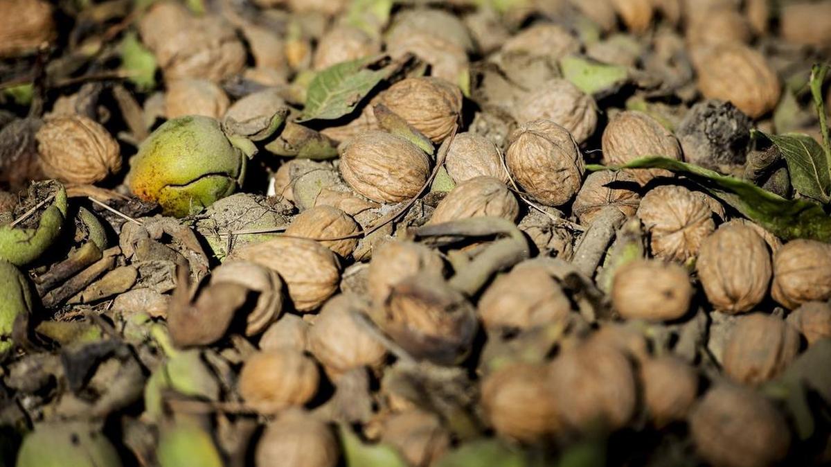 Walnuts are on the ground at Weimer Farms in Atwater on Tuesday. According to farm owner Bob Weimer, walnuts require the use of pesticides.