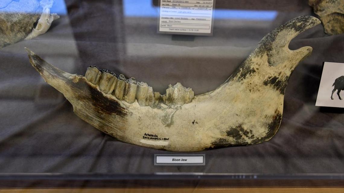 The jaw of a bison that lived in the area more than 12,000 years ago is on display at the Merced County Library in an exhibit of fossils salvaged during the construction of the Plainsburg-Arboleda Freeway Project.