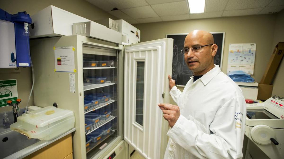 UC Merced’s Néstor J. Oviedo uses flatworms to study the difference between how damaged DNA cells behave differently in the upper and lower half of animals.
