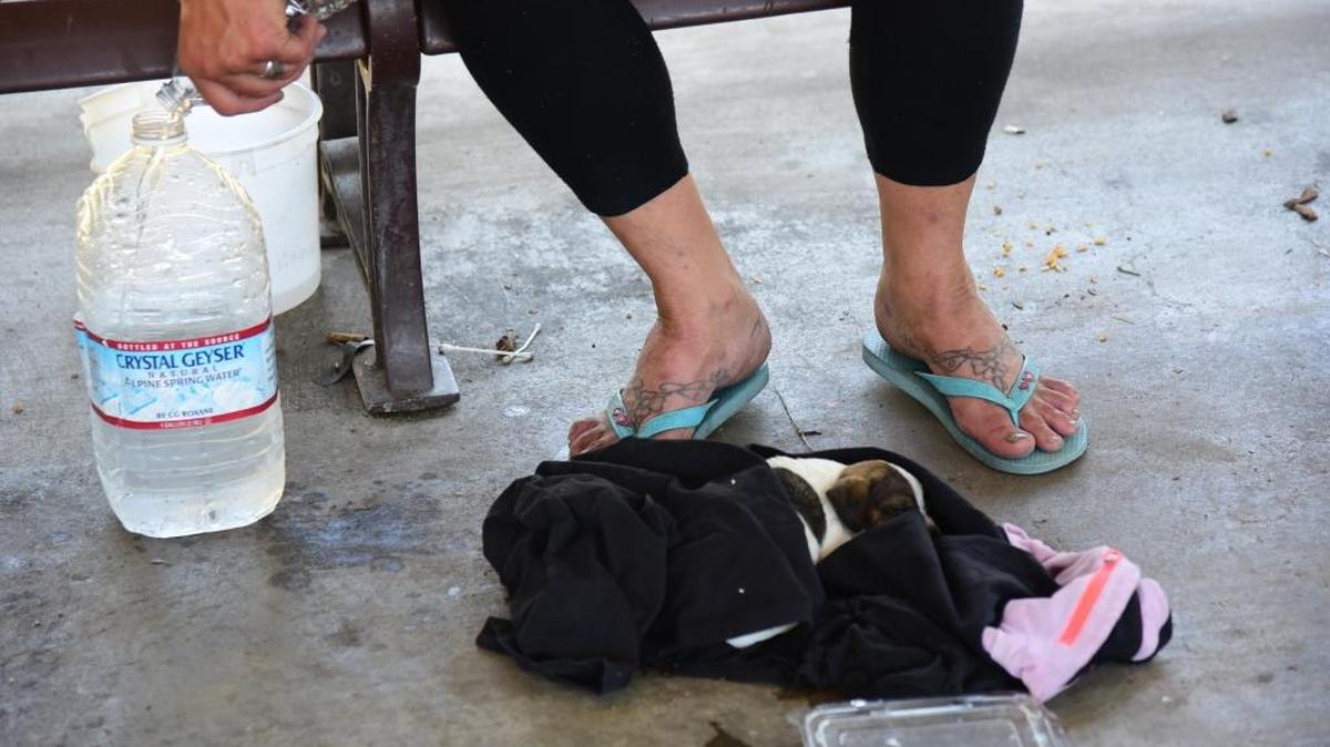 A puppy that belongs to a homeless women in Merced laying down on a wet T-shirt to keep cool during the triple digit weather on Monday June 19, 2017.