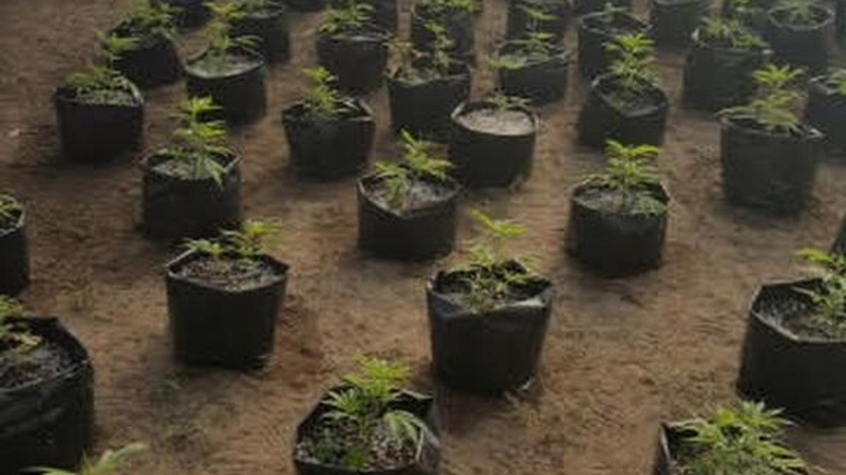 Plants are seized during a series of raids on marijuana grow sites in Stevinson, Los Banos and Gustine Friday, March 24, 2017, by the Merced County Sheriff’s Office.