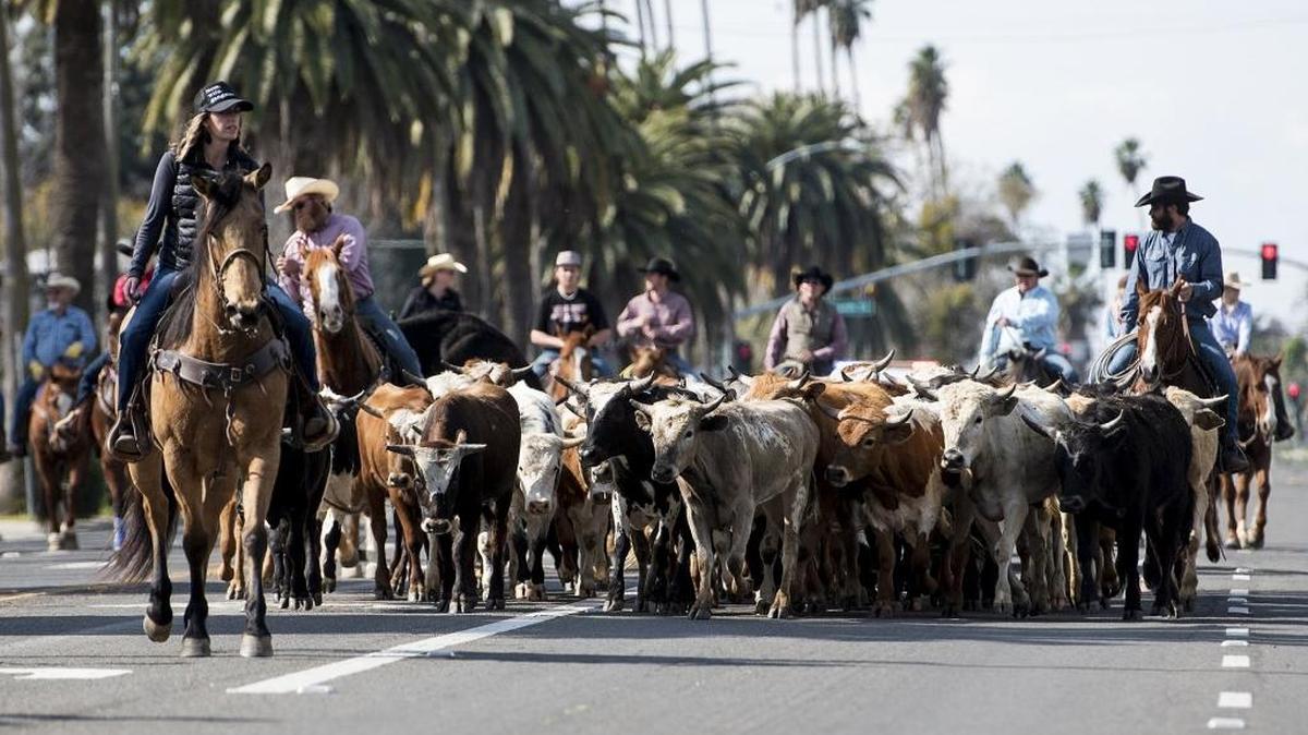 Cattle walk along West Robertson Boulevard during the annual Chowchilla Western Stampede in Chowchilla, Calif., on Friday, March 9, 2018.