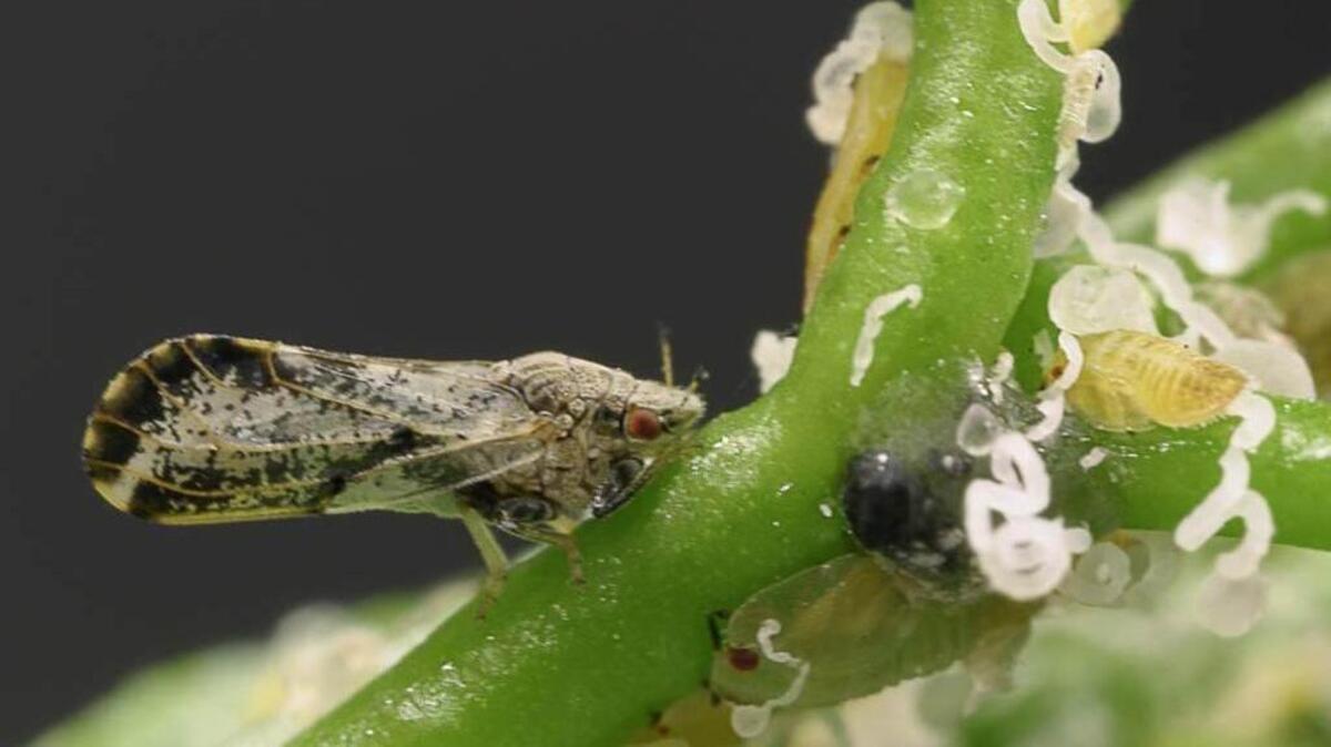 The Asian citrus psyllid can carry an incurable disease called huanglongbing, also known as citrus greening.