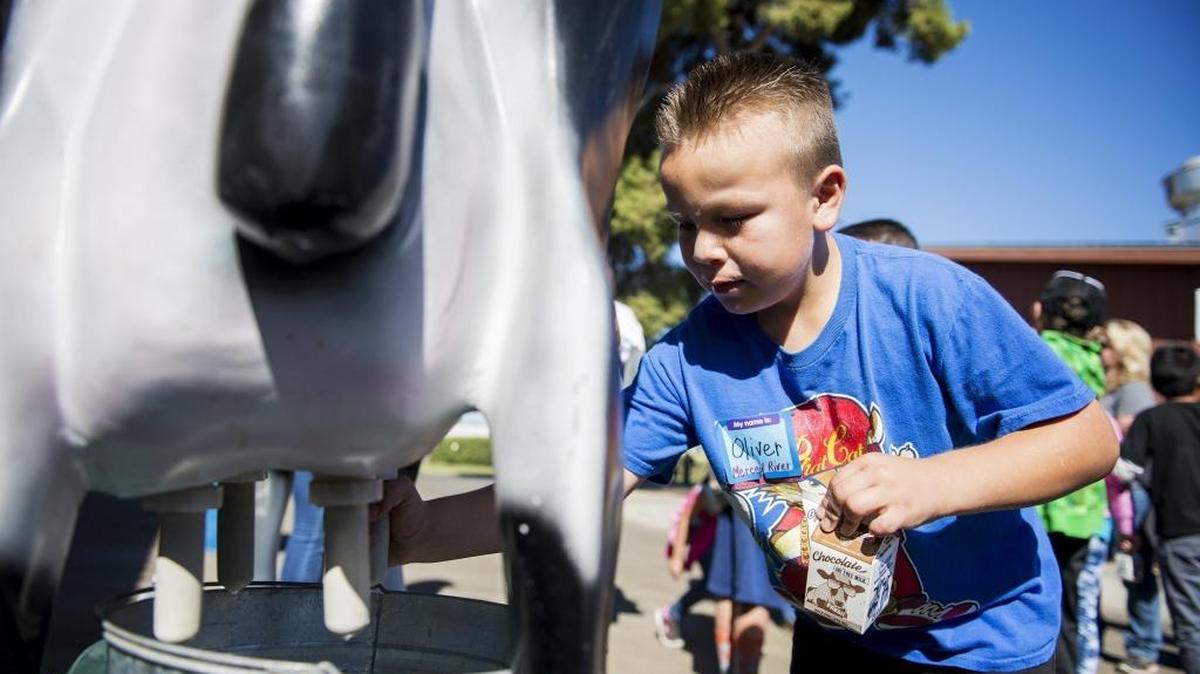 Merced River Union Elementary School third-grader, Oliver Elizalde, 8, milks a fake cow during the Merced County Farm Bureau’s annual Farm2U Day at the Merced County Fairgrounds in Merced, Calif., Thursday, Oct. 6, 2016. During the event, Merced County third-graders learn about agriculture and nutrition.