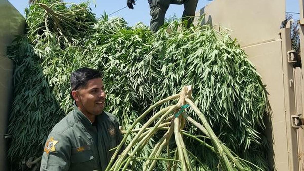 Merced County Sheriff's deputies Satveer Sohal and Hugo Bucio take out large marijuana plants seized from an illegal grow operation Friday, Aug. 25, 2017, in Le Grand.