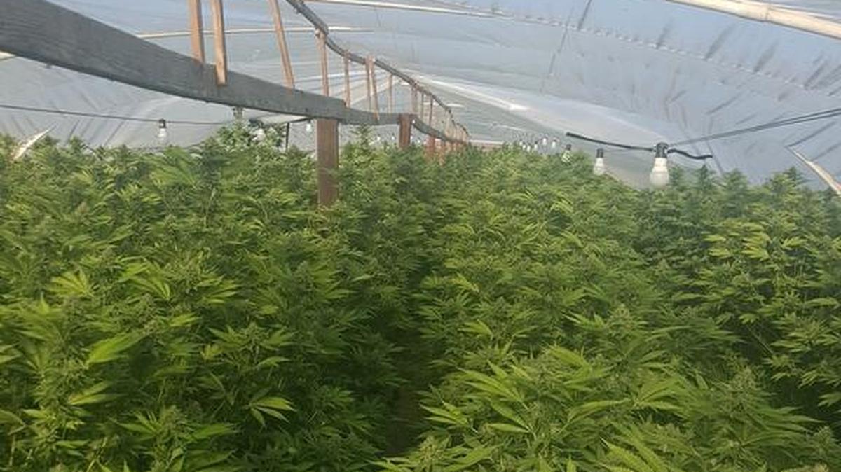 The Merced County Sheriff's Office busts a $1 million marijuana cultivation operation Friday, June 30, 2017, near Stevinson.