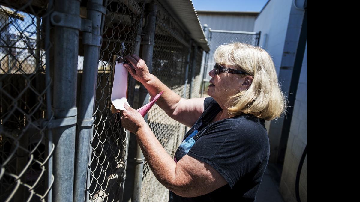
Cathy Benner, president of the Merced SPCA, checks on a dog at the shelter on Thursday. According to Benner, the septic tank, leaky roof and other areas of the facility need repair.

