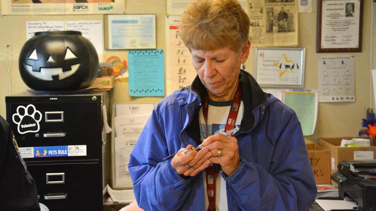 Volunteer Kathy Wilber prepares a vaccine Tuesday, Dec. 13, 2016, at the Los Banos Animal Shelter, 1000 Airport Road.