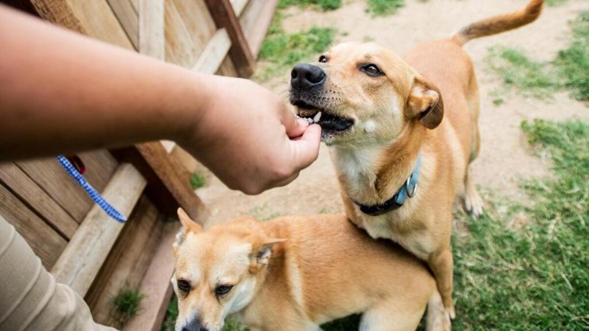 Dog Jack Jack takes a treat from on-site manager Brandy Tanaka as his companion Coco waits for her treat at the Merced SPCA shelter in Merced on May 3, 2016. American Legion Post 83 is joining efforts with the Merced SPCA to hold a craft fair and sale to benefit veterans and shelter animals.