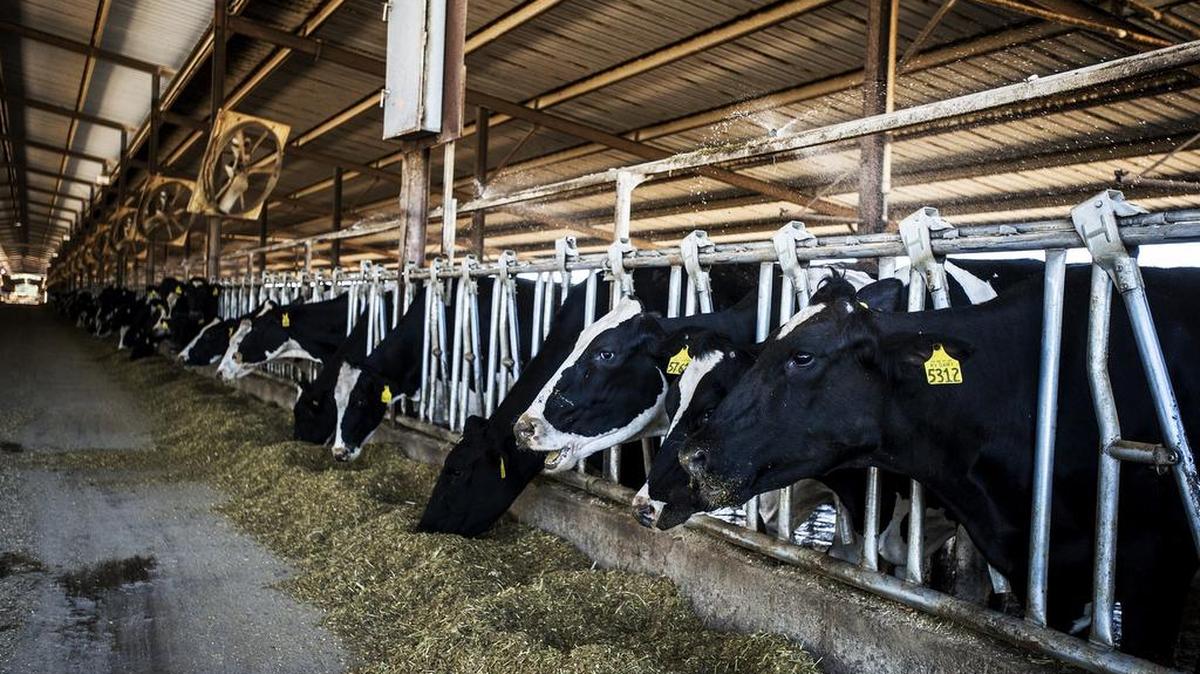 
Dairy cows feed at the RV Dairy farm owned and operated by Ray Gene Veldhuis in Winton. According to Veldhuis, there is a current surplus in the market causing dairy prices to decrease.
