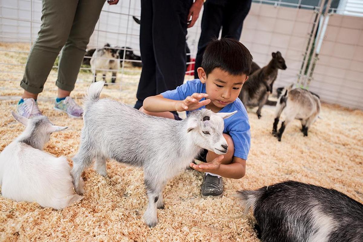 Max Tu, 7, of Chino Hills, pets a small goat inside the Great American Petting Zoo at the Merced County Fair in Merced, Calif., Saturday, June 11, 2016.