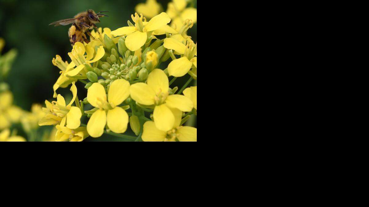 
A bee lands on a mustard flower. The flowers are bee food in a winter landscape that offers little else. 
