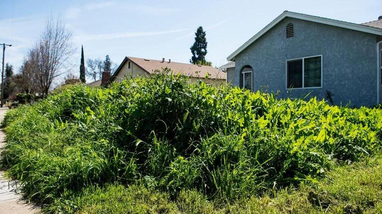 Can I get fined in SLO County for not cleaning up weeds? See fire risks, yard rules