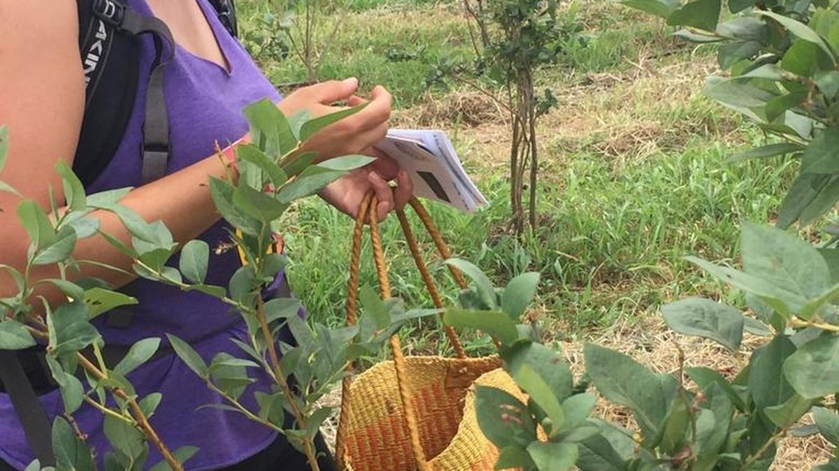 Rachel Shorr tries some of the blueberries she’s picked at Riverdance Farms during the 12th annual Pick and Gather Festival on Saturday, June 4, 2016.