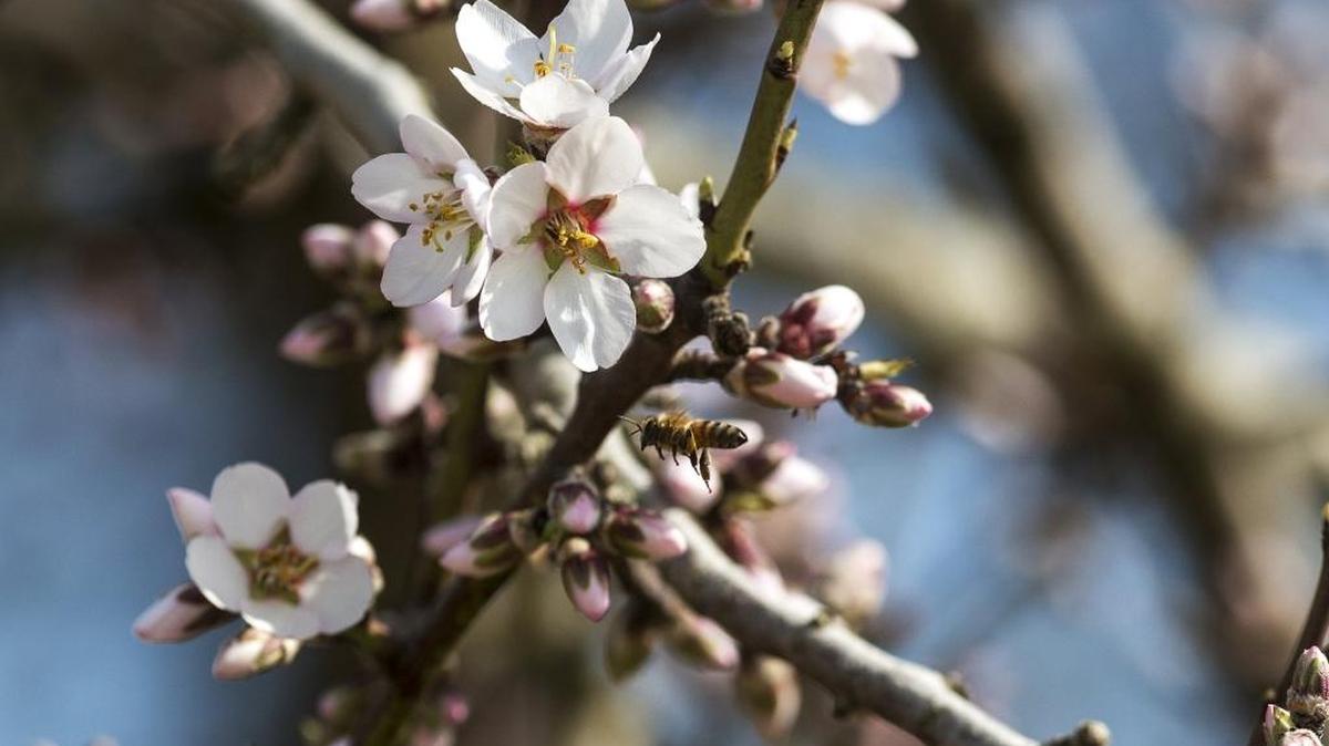A honeybee pollinates an almond crop Friday near East South Bear Creek Drive and North Orchard Drive in unincorporated Merced County. Warm weather has caused the trees to bloom a few weeks earlier than normal.