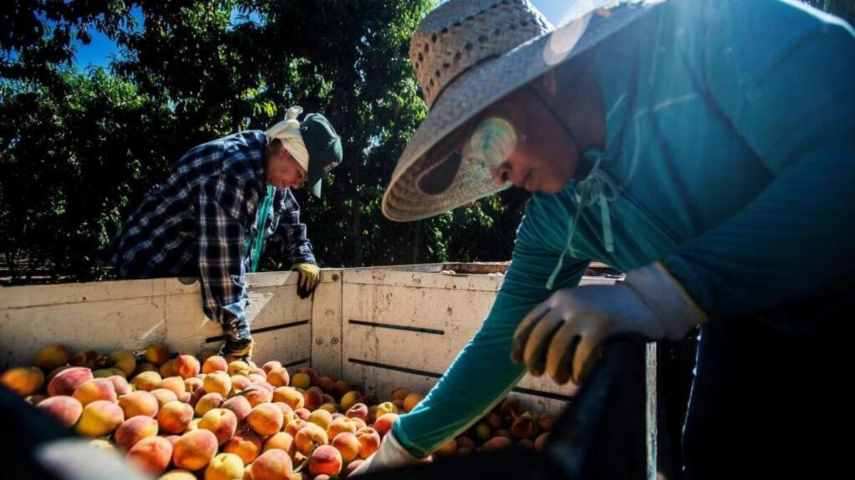 Maria Mata, left, and Roselia Reyes, both of Merced, sort through freshly picked peaches at Weimer Farms in Atwater in July 2015. The bulk (1,300) of the jobs lost from November to December were seasonal farm labor jobs.