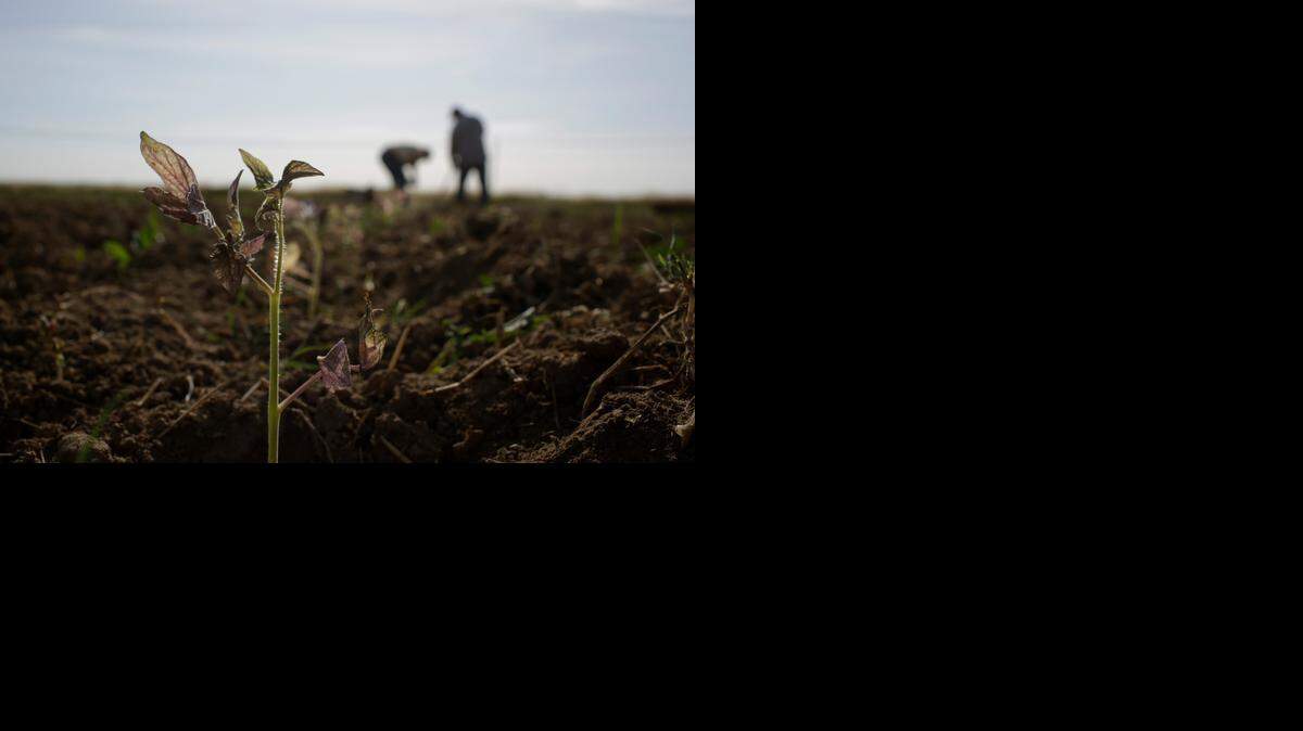 
Ffarmworkers plant tomatoes in Yuba City in May.
